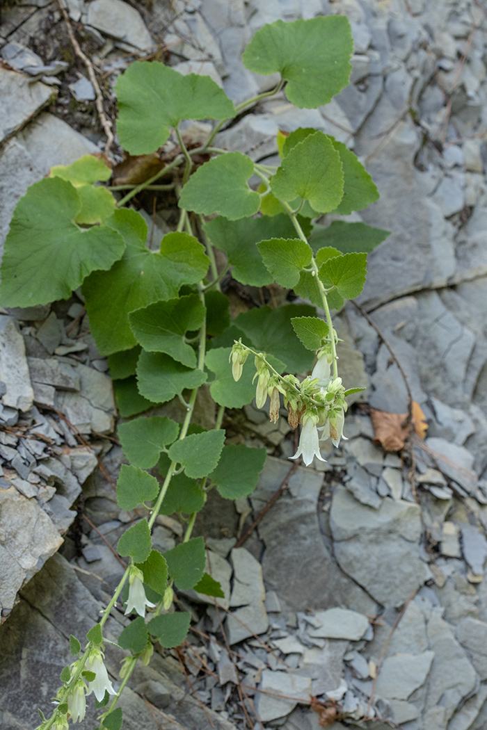 Image of Campanula alliariifolia specimen.