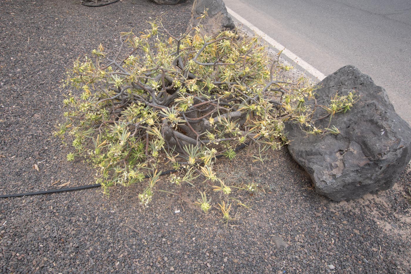 Image of Euphorbia regis-jubae specimen.