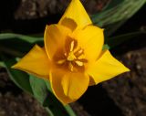 Tulipa greigii