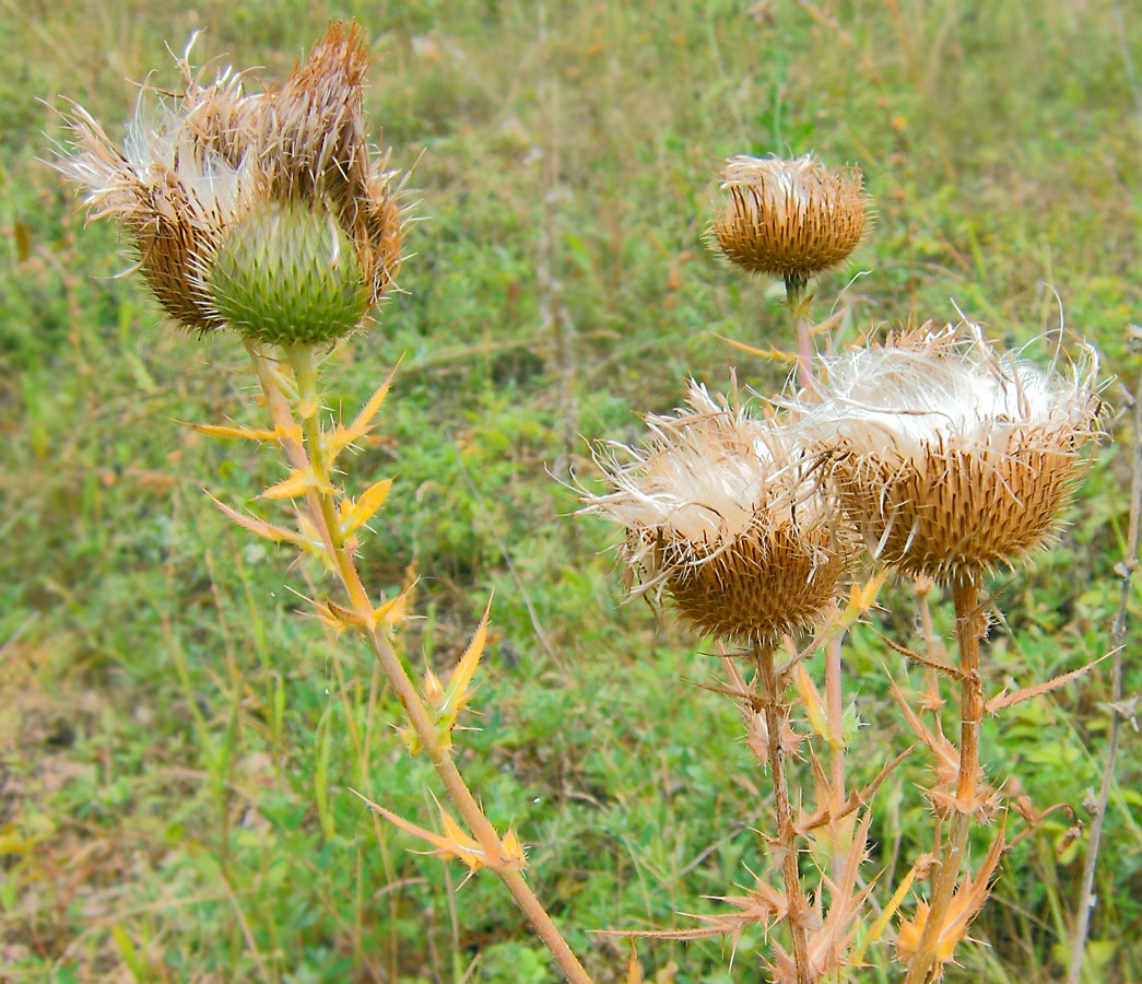 Изображение особи Cirsium serrulatum.