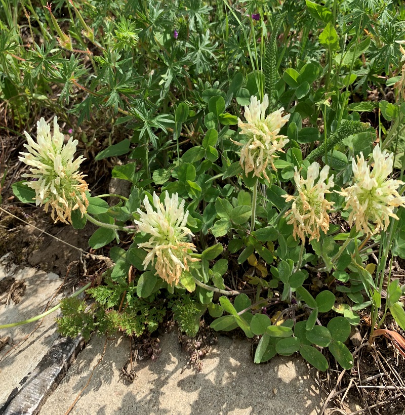 Изображение особи Trifolium canescens.