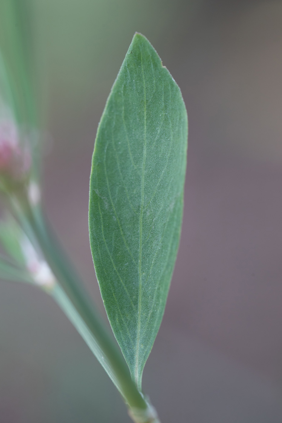 Image of Polygonum aviculare specimen.