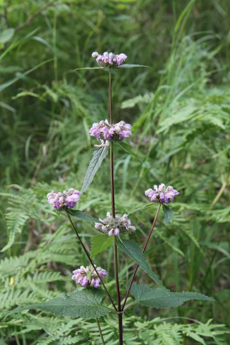 Image of Phlomoides tuberosa specimen.