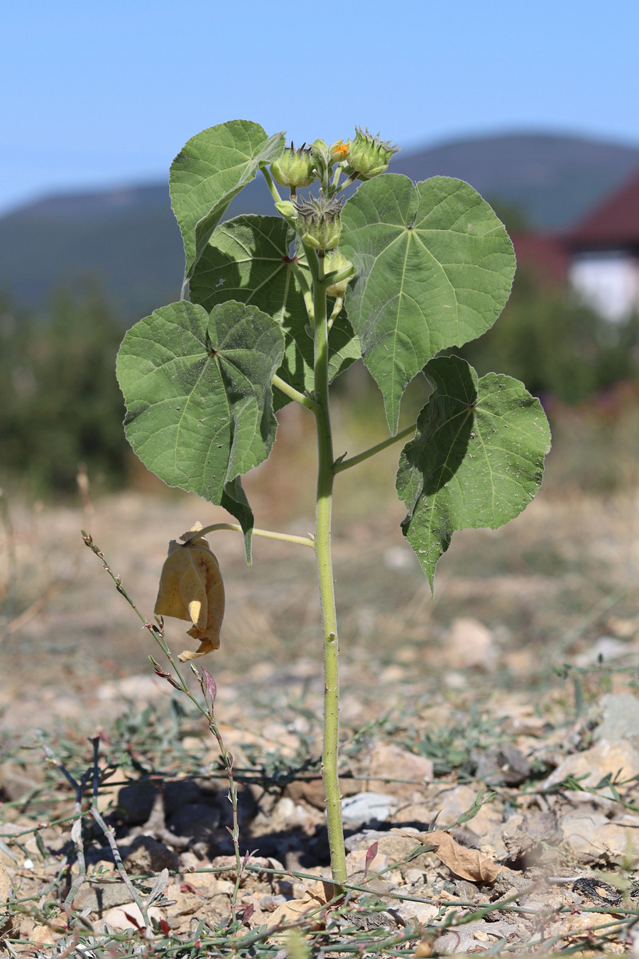 Image of Abutilon theophrasti specimen.