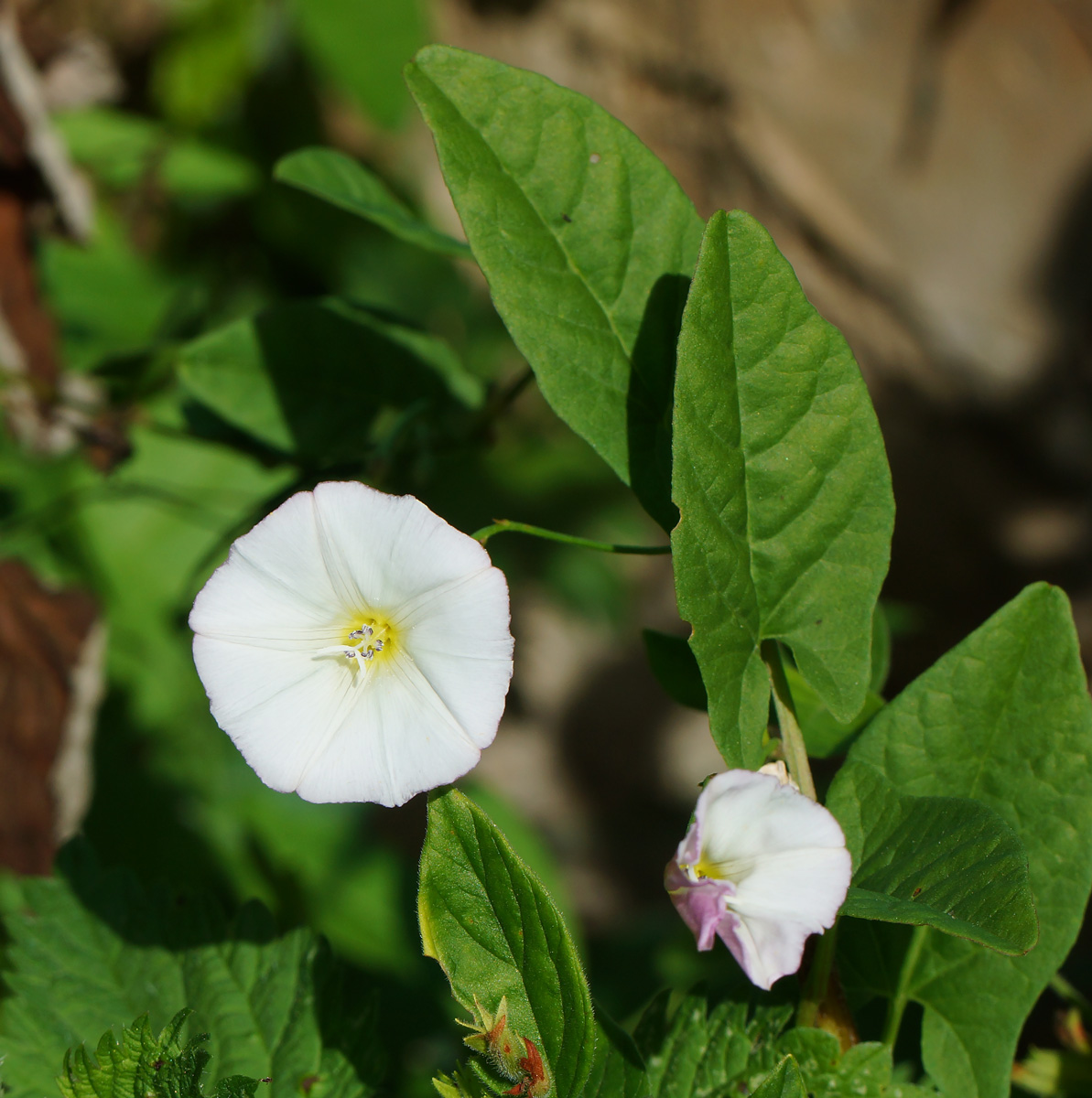 Изображение особи Convolvulus arvensis.