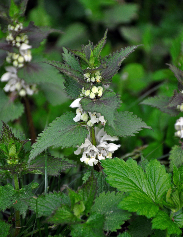 Image of Lamium album specimen.