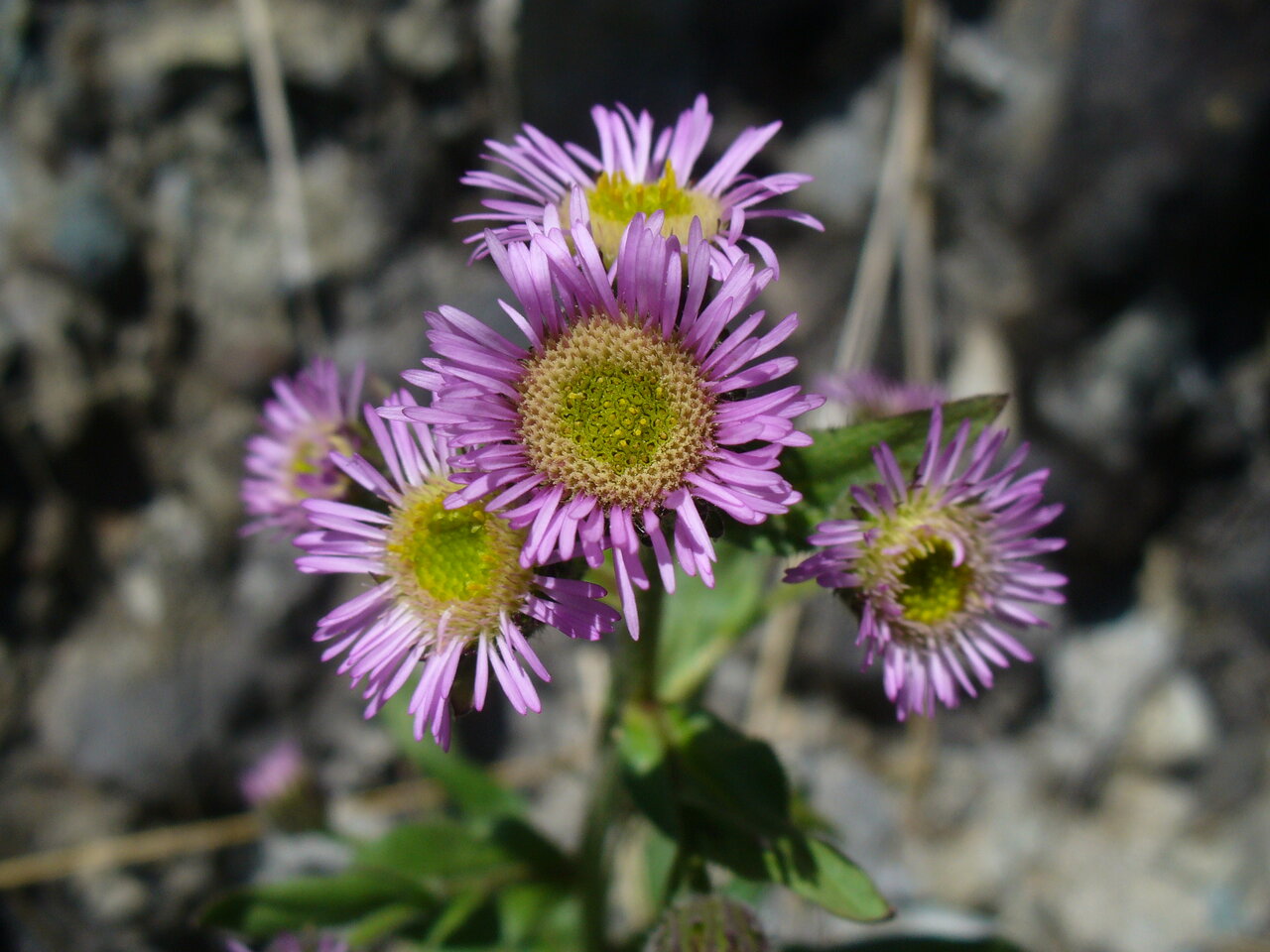 Image of Erigeron atticus specimen.