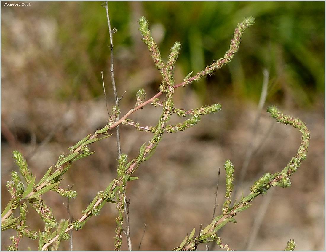 Image of Bassia scoparia specimen.