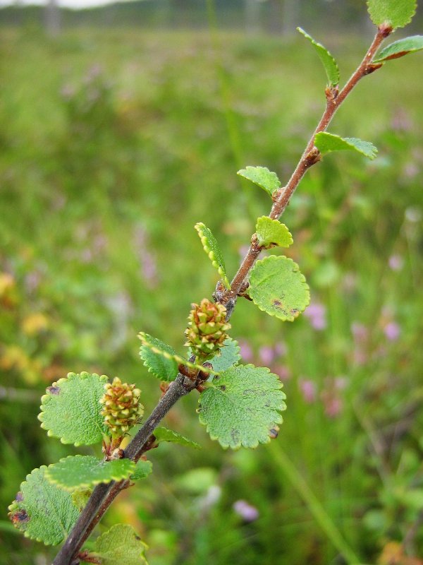 Image of Betula nana specimen.