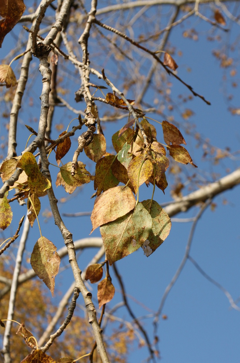 Image of Populus &times; sibirica specimen.