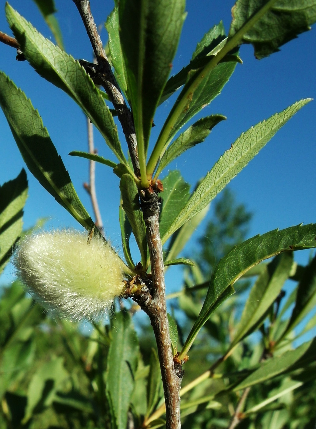 Image of Amygdalus nana specimen.