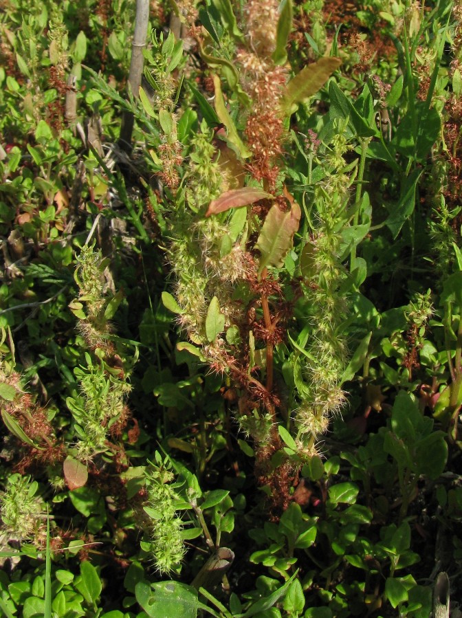 Image of Rumex marschallianus specimen.