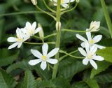 Ornithogalum ponticum. Нижняя часть соцветия. Краснодарский край, МО г. Анапа, окр. с. Сукко, окр. оз. Сукко близ плотины, заросли кустарника на склоне. 10.06.2019.