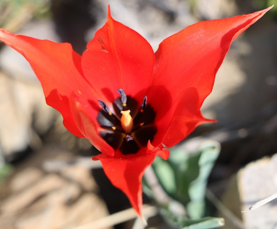 Изображение особи Tulipa florenskyi.