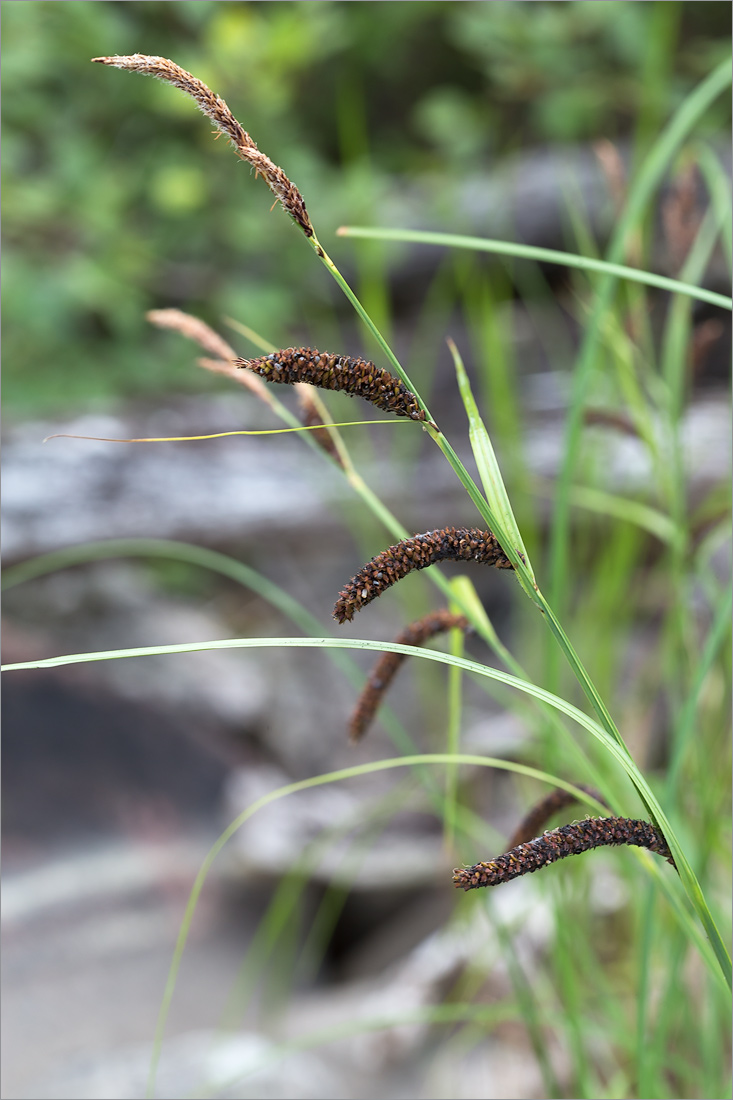 Изображение особи Carex acuta.