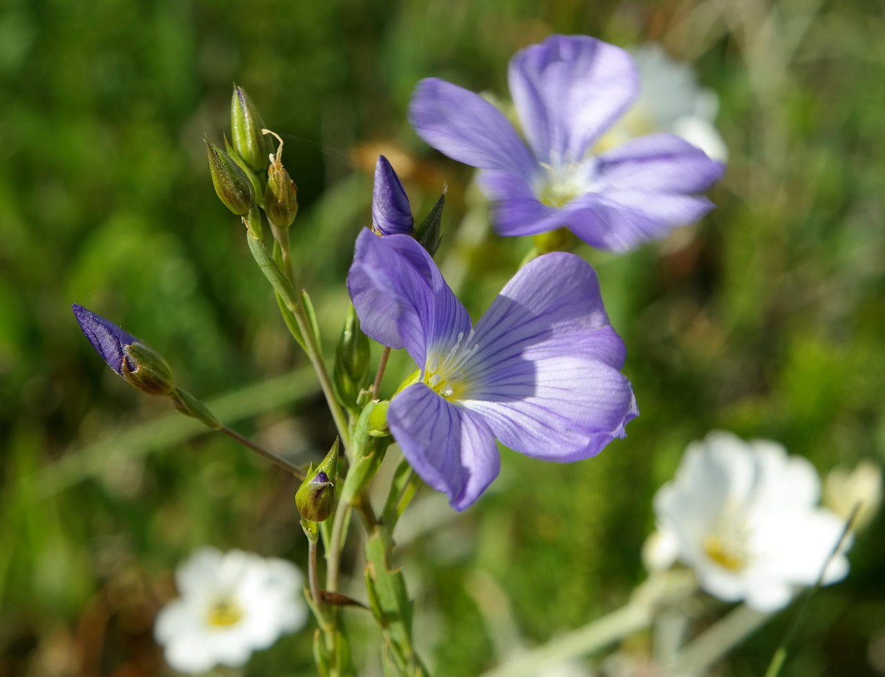 Image of Linum nervosum specimen.