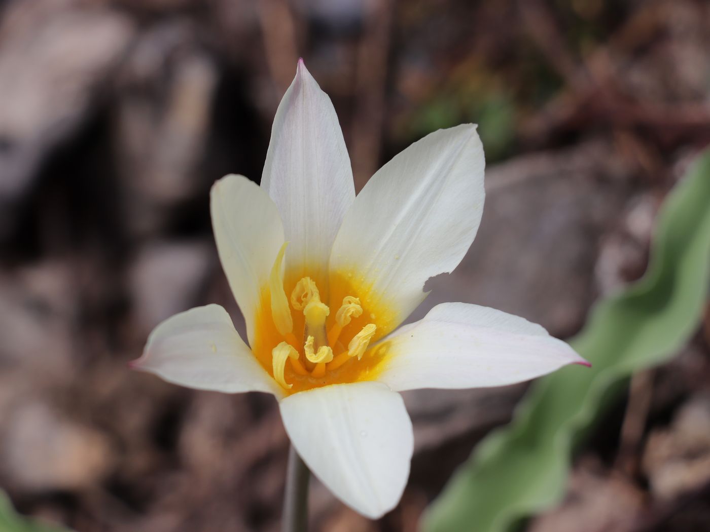 Image of Tulipa kaufmanniana specimen.