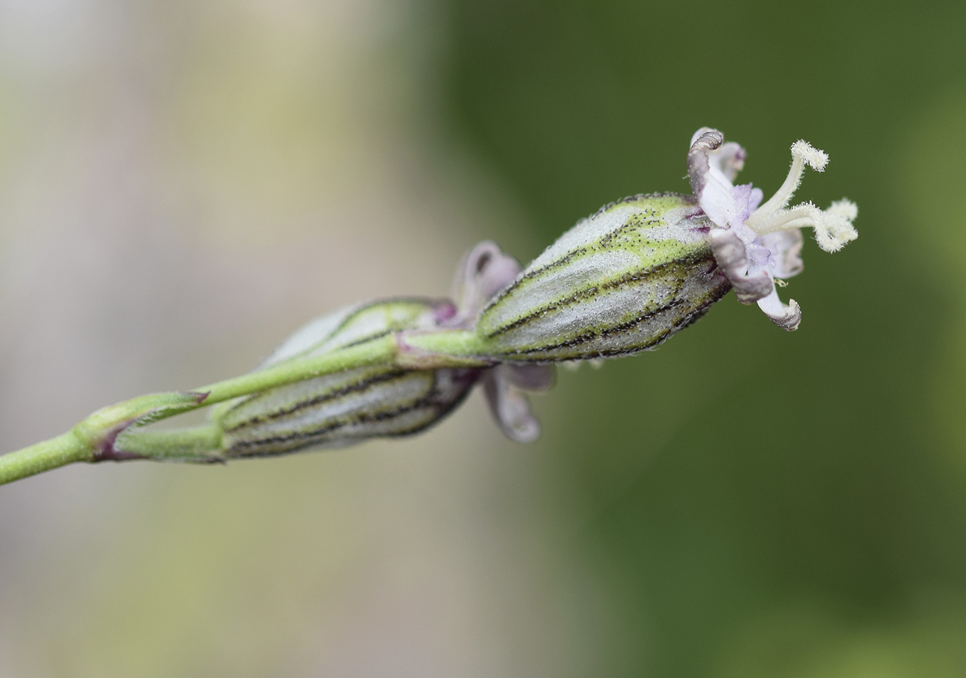 Изображение особи Silene ciliata.