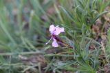 View full-size image Parrya nuratensis