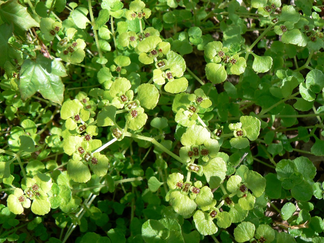 Image of Chrysosplenium ramosum specimen.