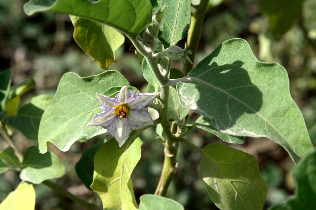 Изображение особи Solanum melongena.