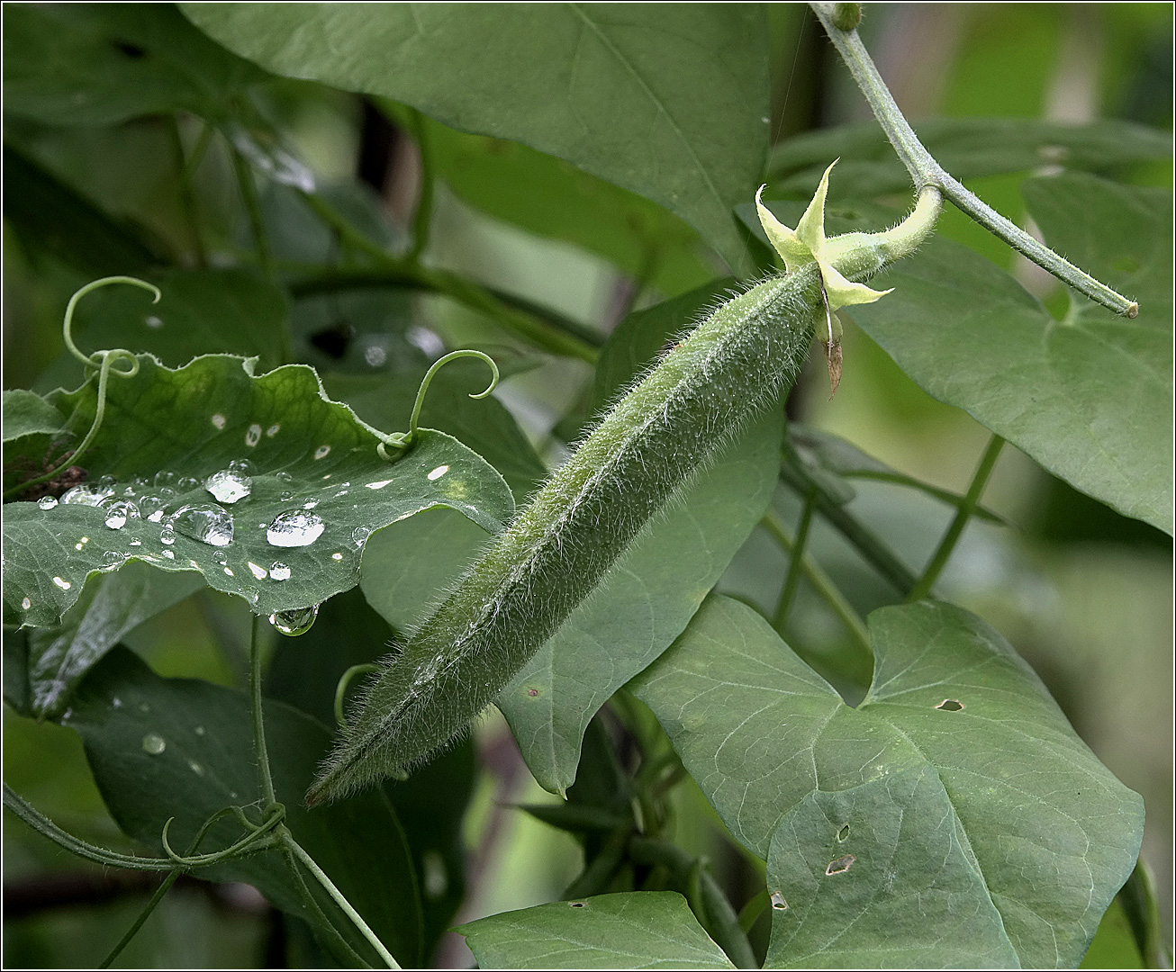 Image of Lathyrus odoratus specimen.