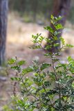 genus Pistacia. Ветвь молодого растения. Израиль, лес Бен-Шемен. 21.08.2020.