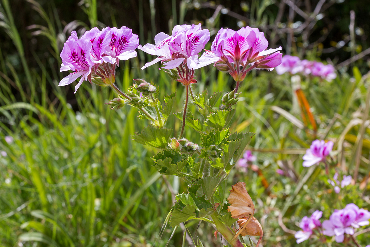 Изображение особи Pelargonium cucullatum.