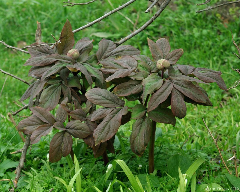 Image of Paeonia tomentosa specimen.