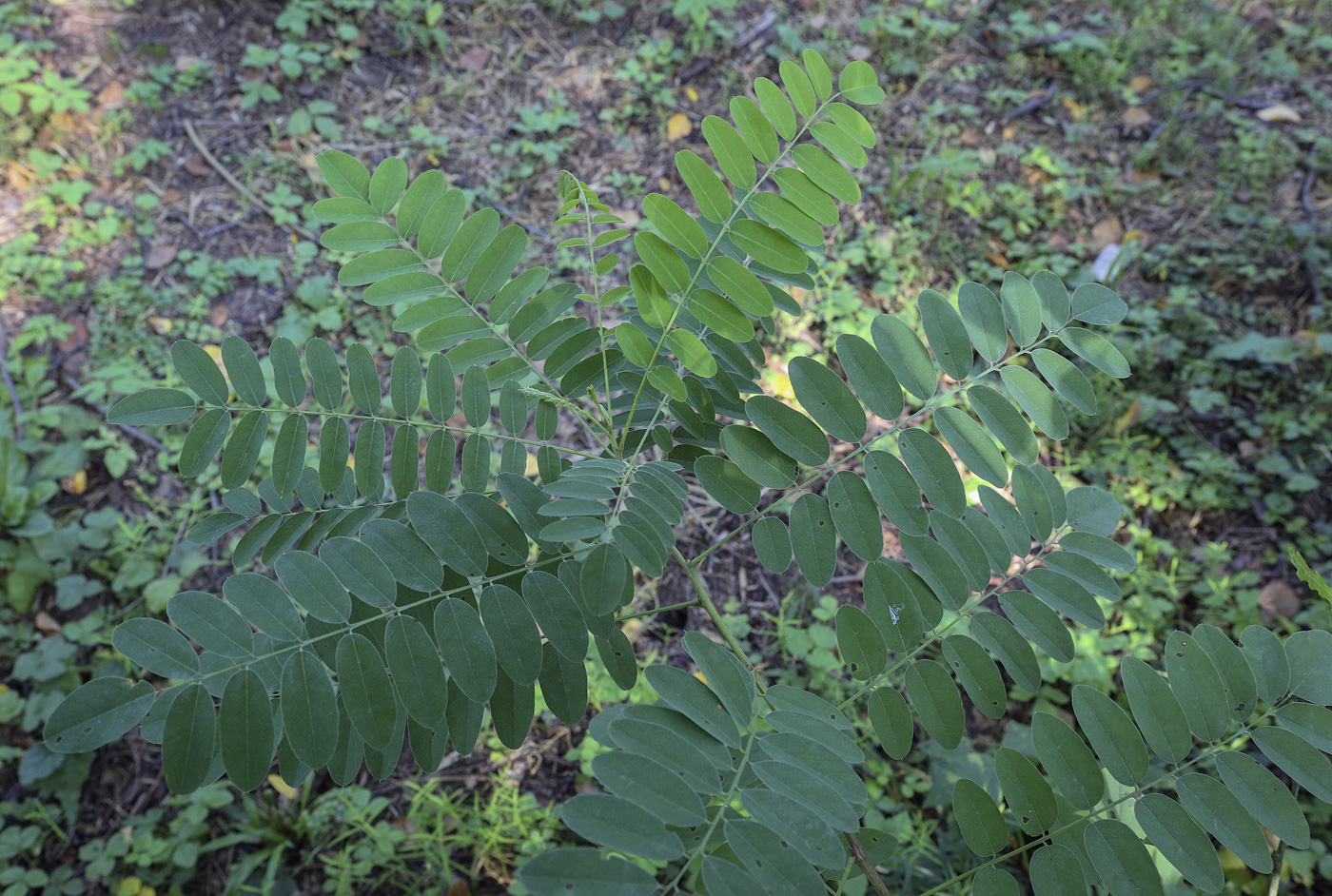 Image of Amorpha fruticosa specimen.