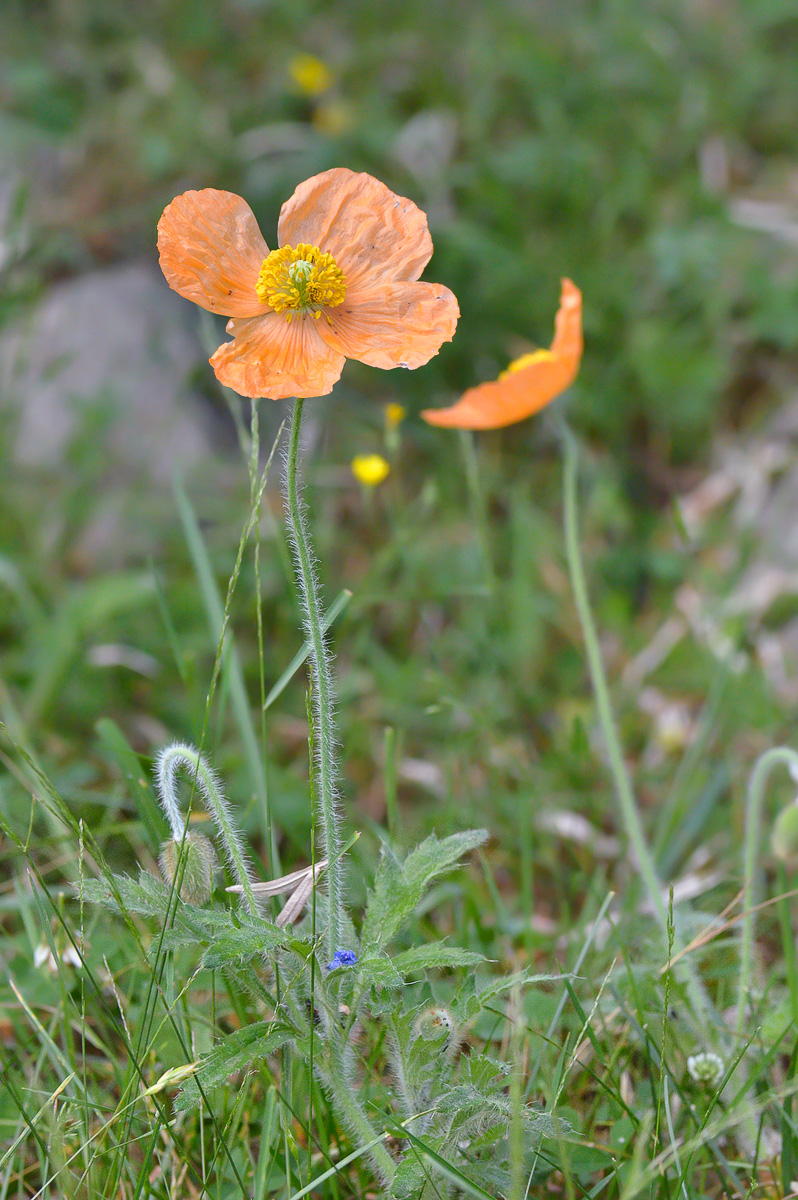 Image of Papaver oreophilum specimen.