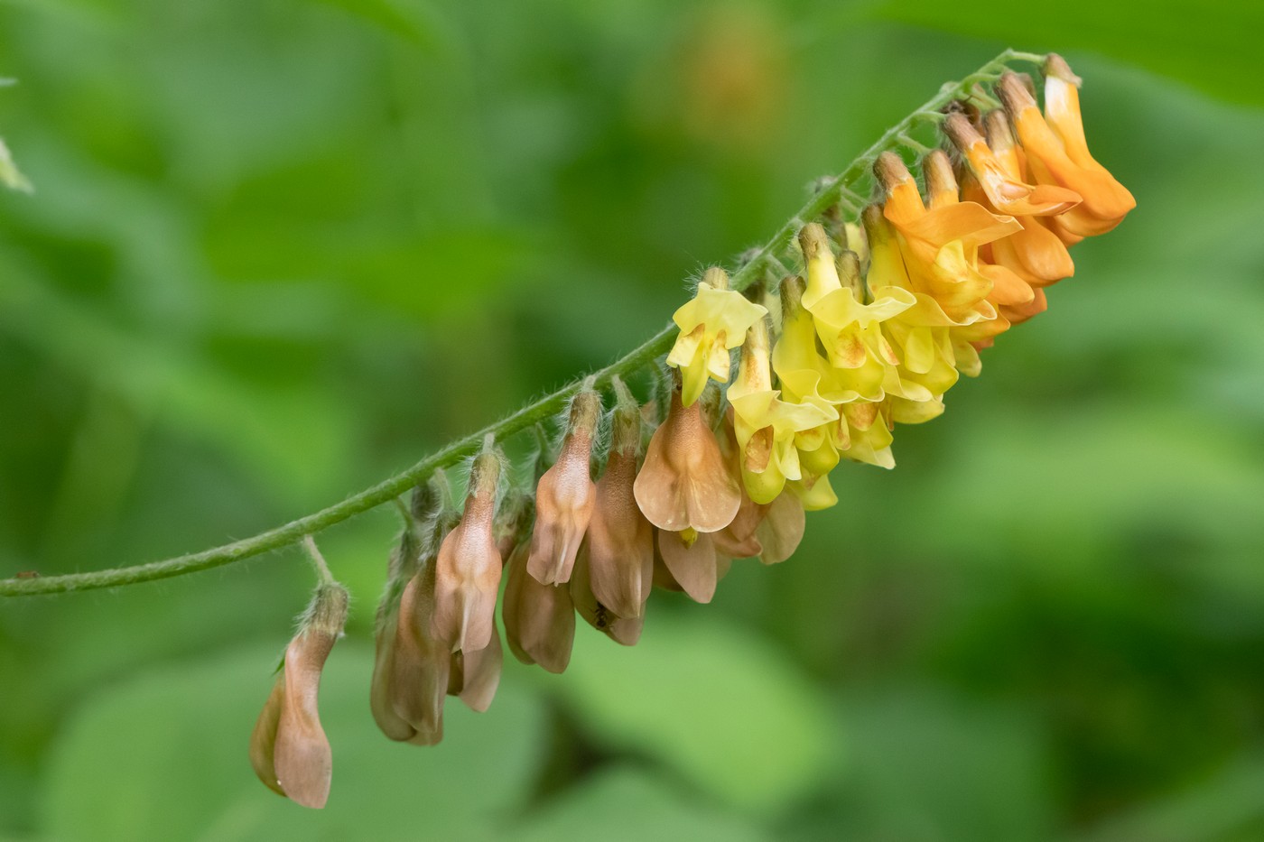 Image of Vicia crocea specimen.