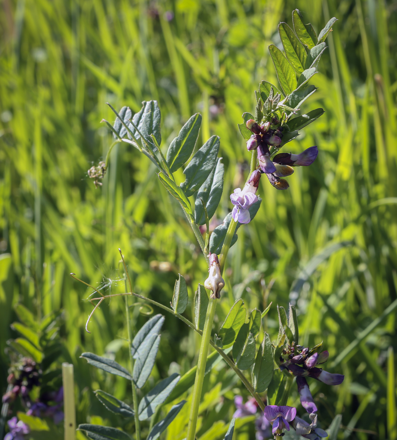 Изображение особи Vicia sepium.