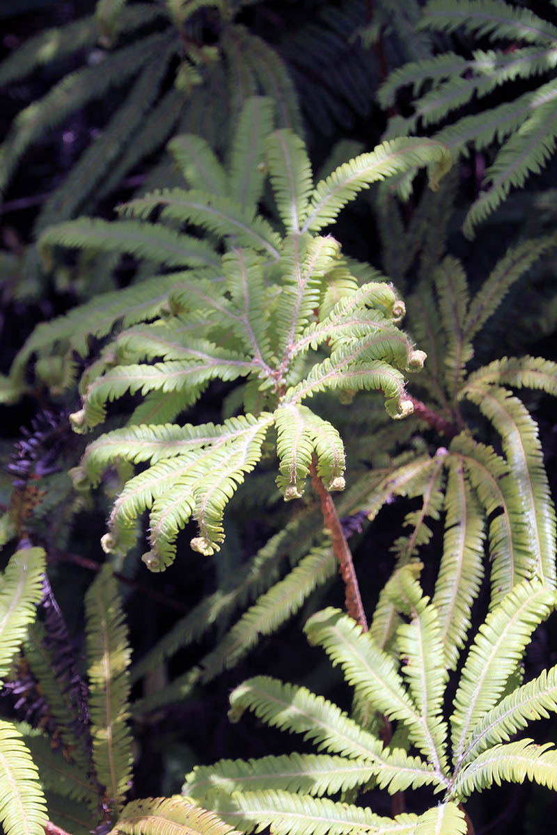 Image of familia Gleicheniaceae specimen.