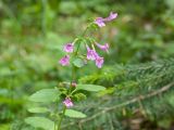 Drymosiphon grandiflorus. Верхушка цветущего растения. Карачаево-Черкесия, Урупский р-н, Кавказский биосферный заповедник, Имеретинское ущелье, ≈ 1700 м н.у.м., широколиственно-хвойный лес, на моховой подушке. 26.07.2022.