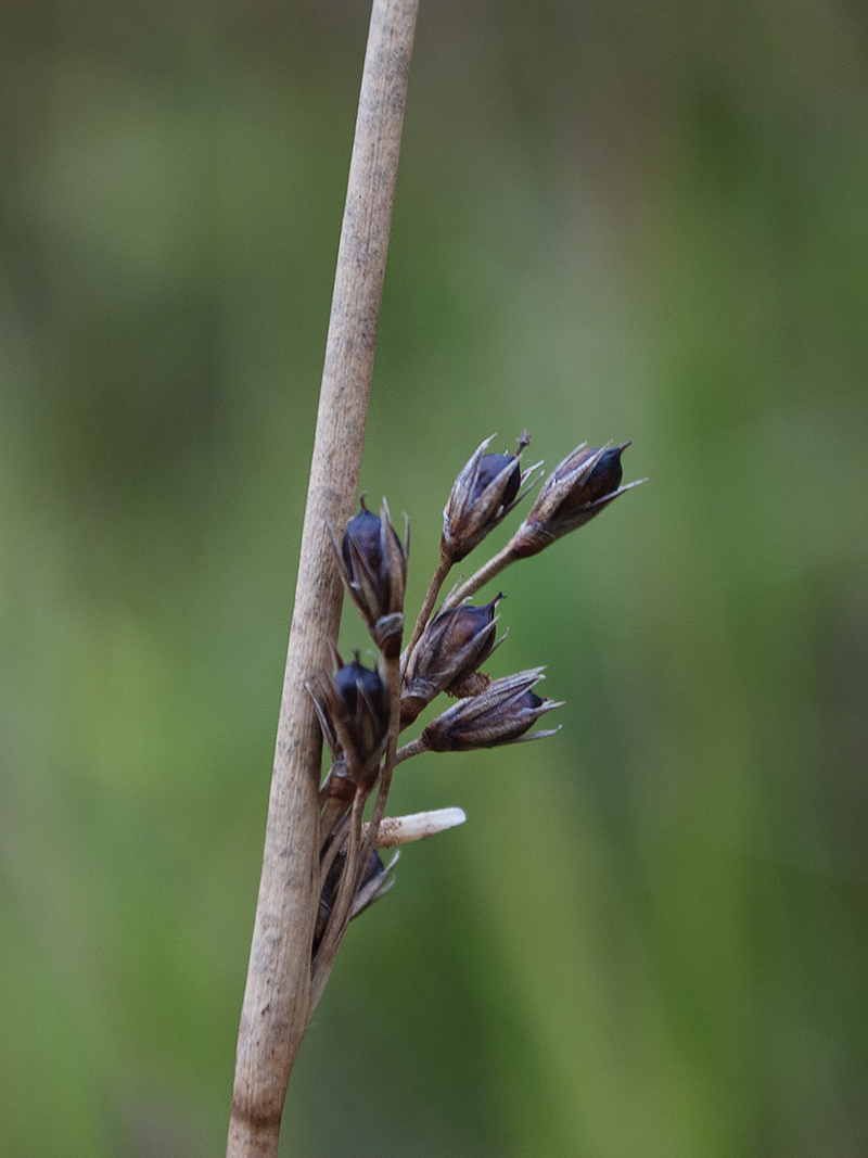 Изображение особи Juncus haenkei.