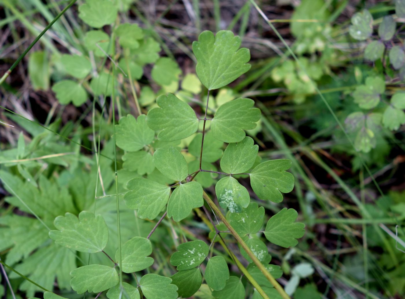 Image of Thalictrum aquilegiifolium specimen.