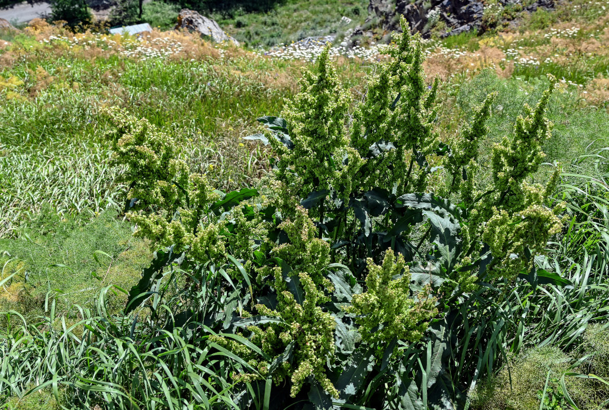 Image of genus Rumex specimen.