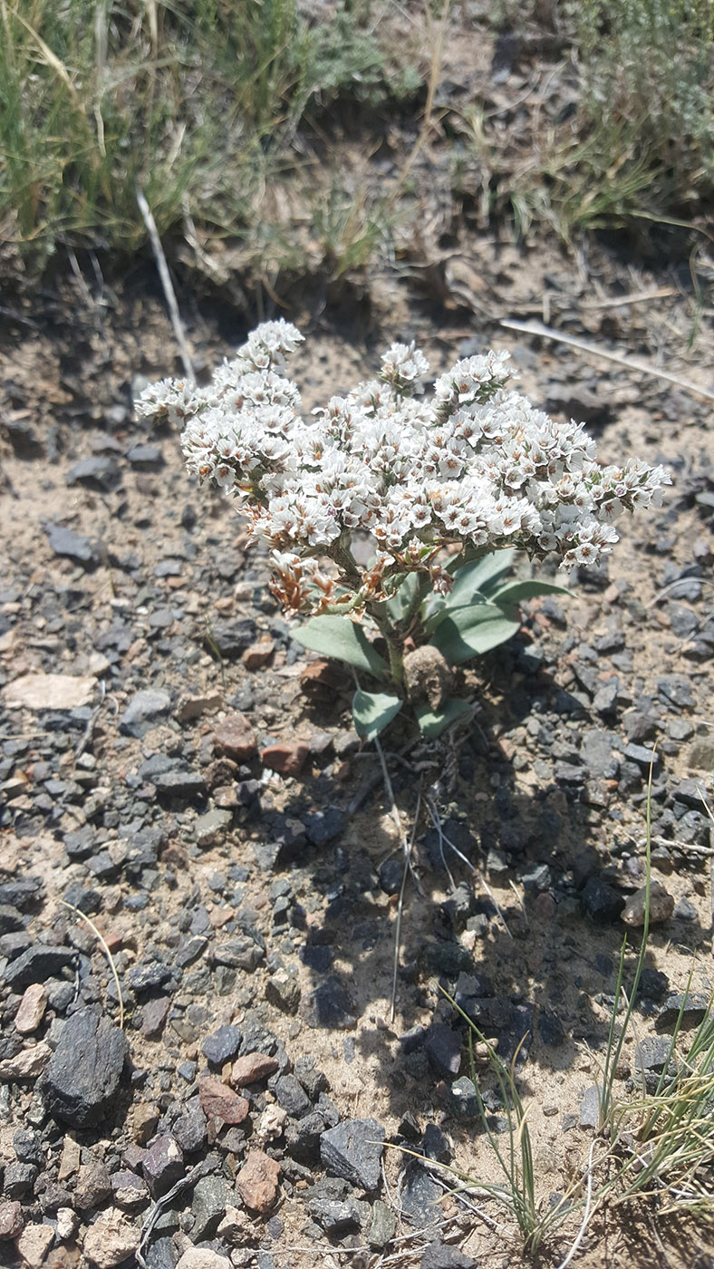 Image of Goniolimon eximium specimen.