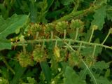 View full-size image Solanum carolinense