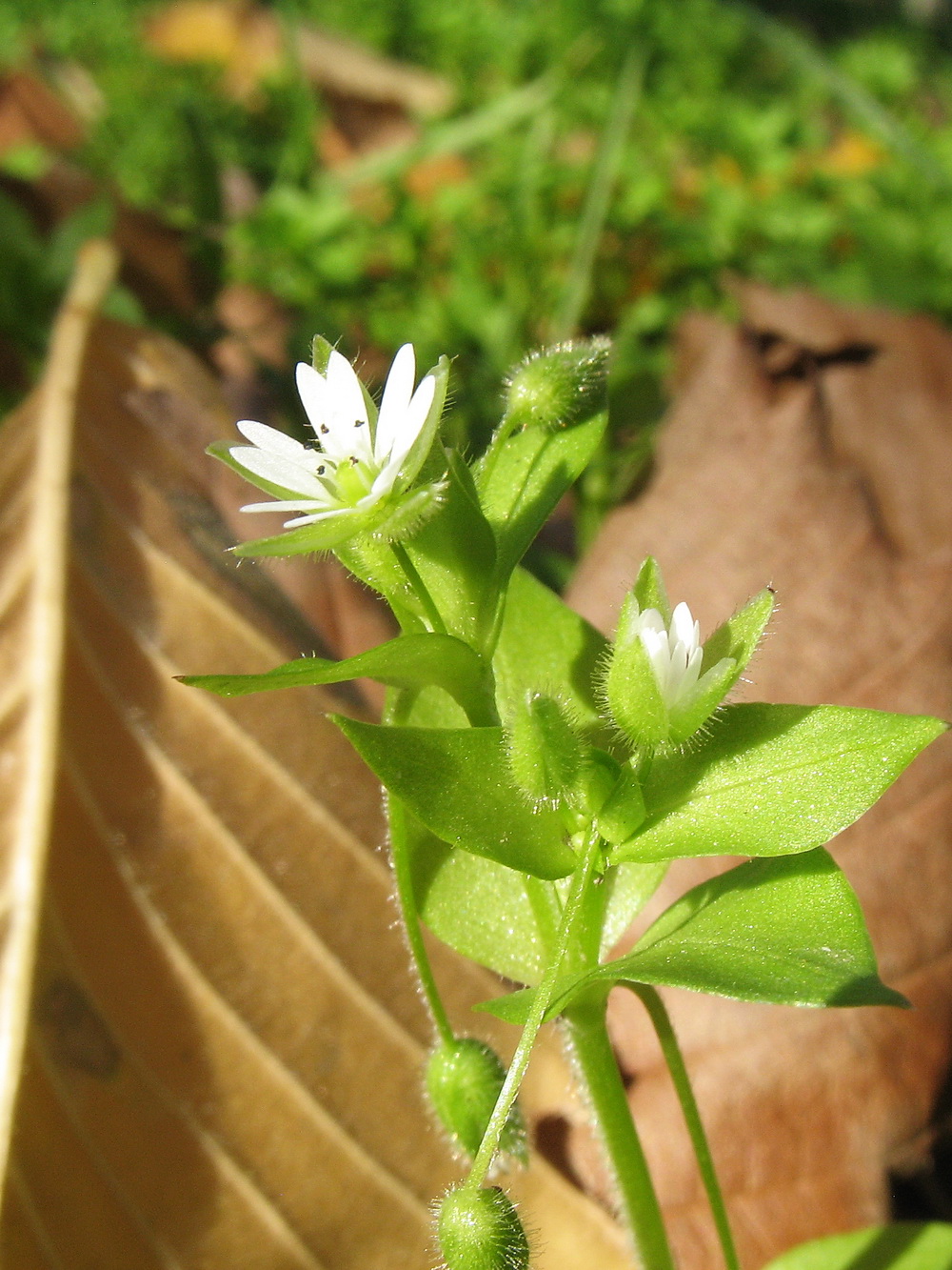 Image of Stellaria neglecta specimen.