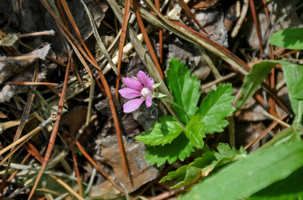 Image of Rubus arcticus specimen.