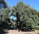 Quercus subspecies veneris