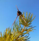 Ceratophyllum pentacanthum