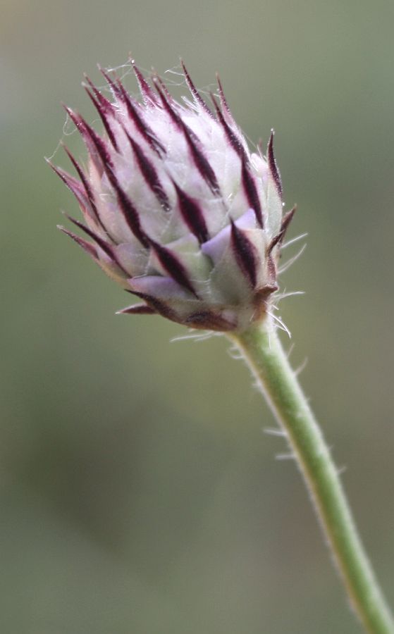 Image of Cephalaria transsylvanica specimen.