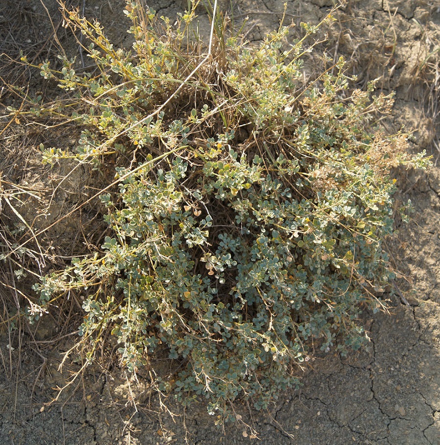 Image of Melilotoides cretacea specimen.