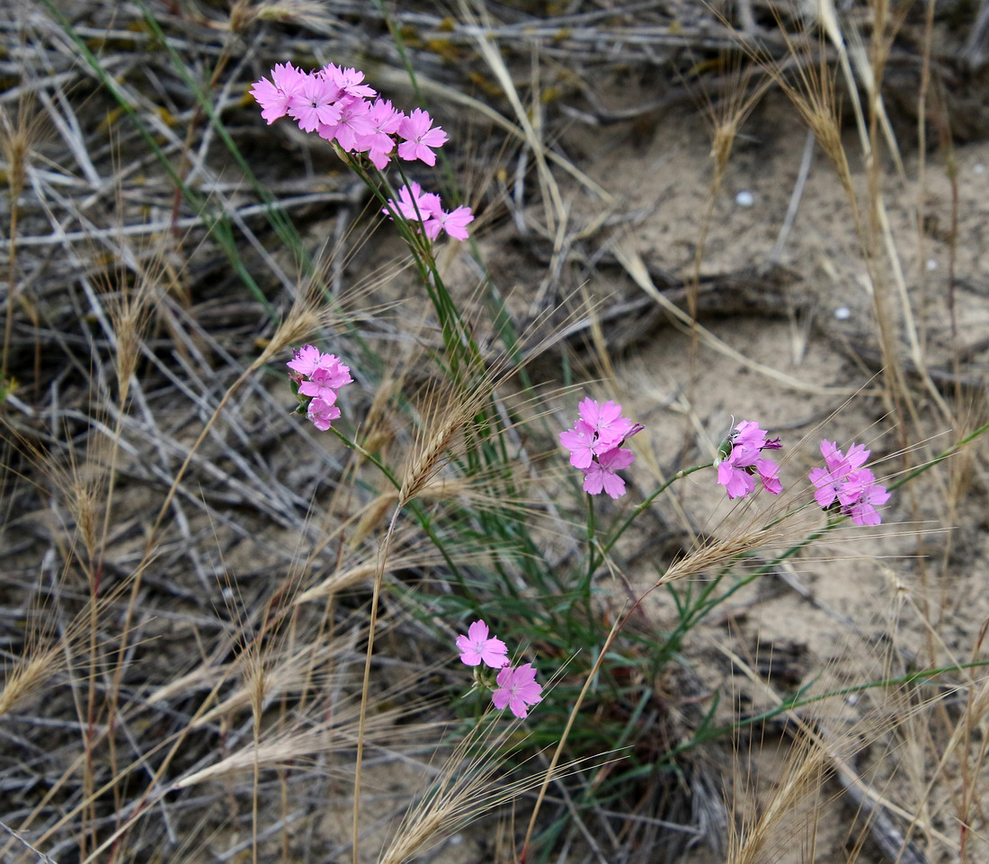 Image of Dianthus polymorphus specimen.