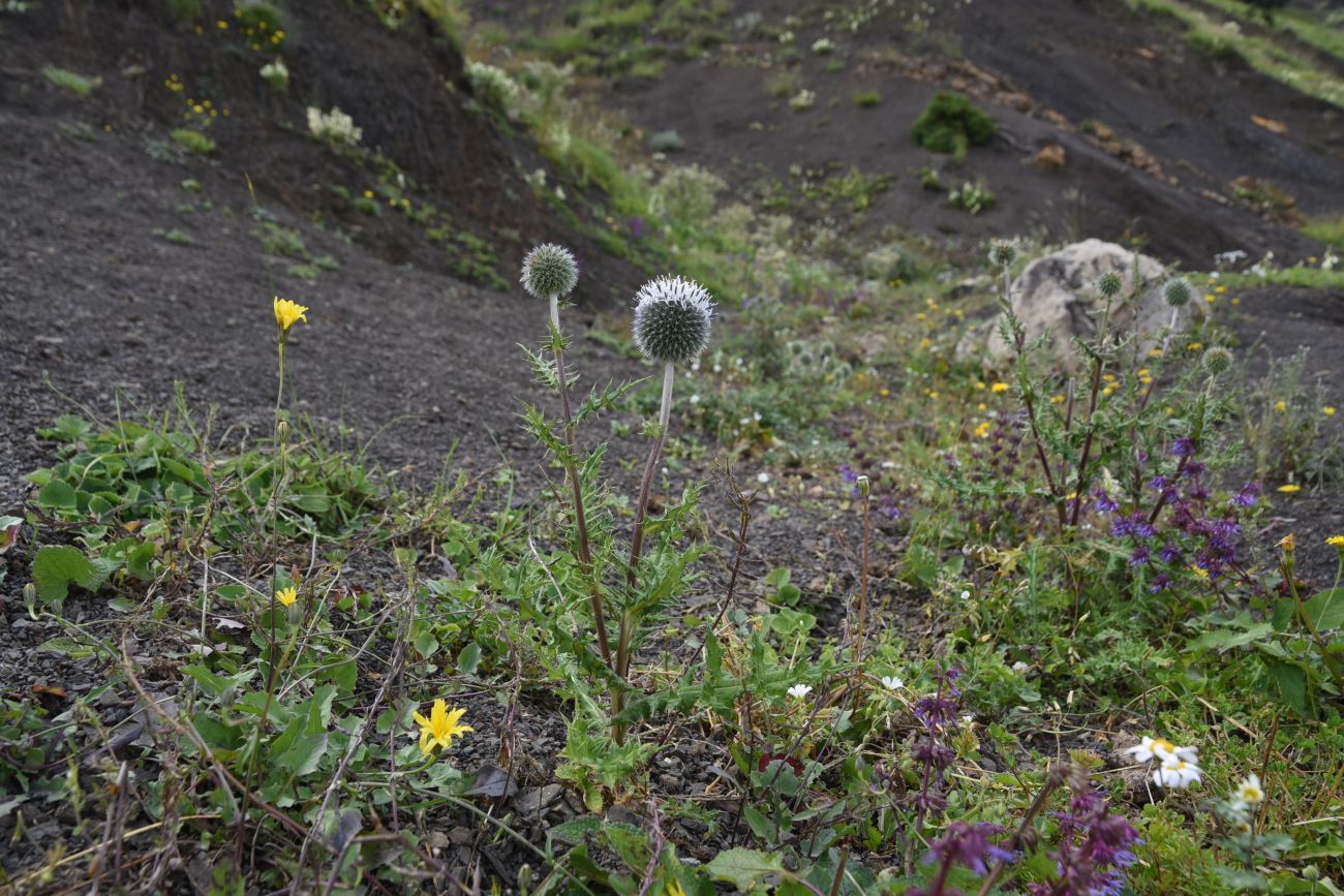 Изображение особи Echinops sphaerocephalus.