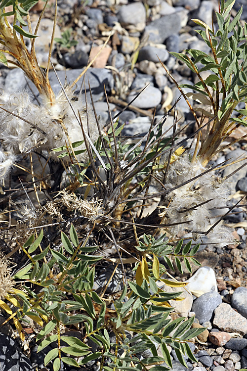 Image of Astragalus pterocephalus specimen.