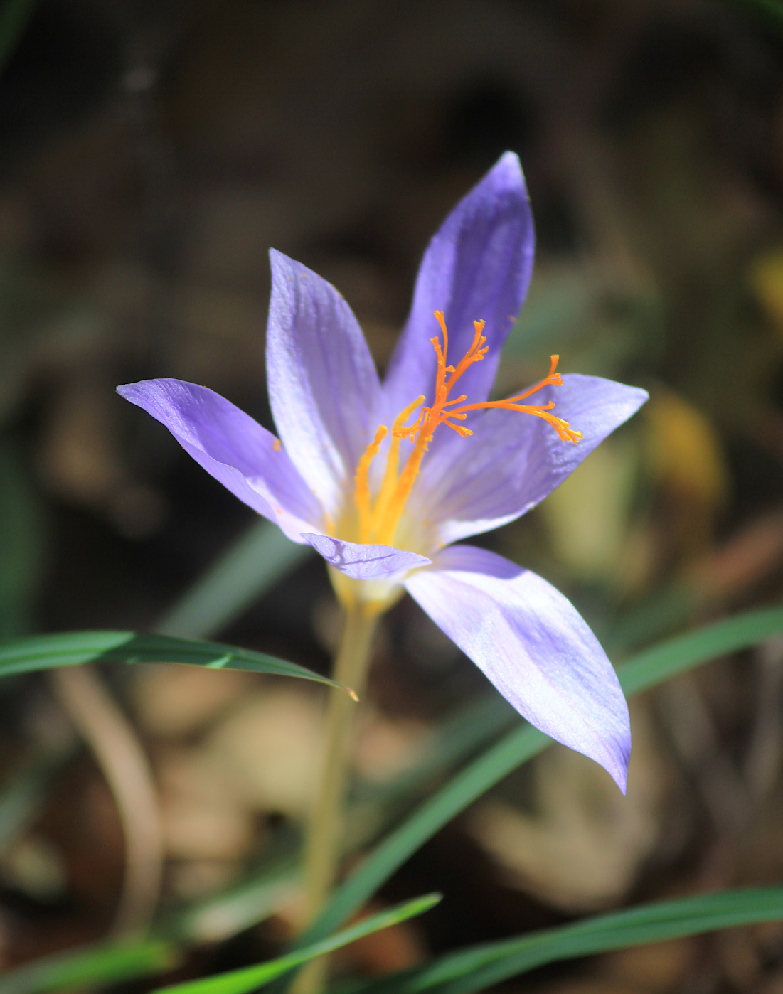 Image of Crocus speciosus specimen.